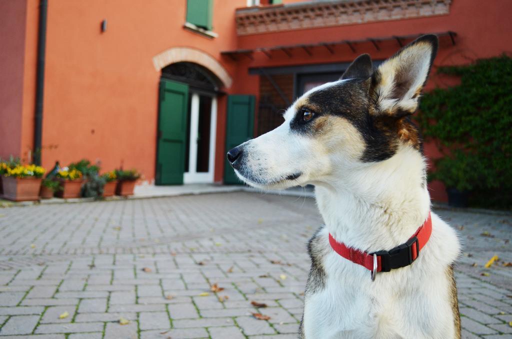 L'alberone Bed & Breakfast